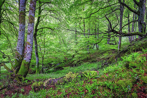Serene Photograph - Exploring The Lush Greenery Of Roncesvalles, Spain, Along The Ca by Steven Dos Remedios