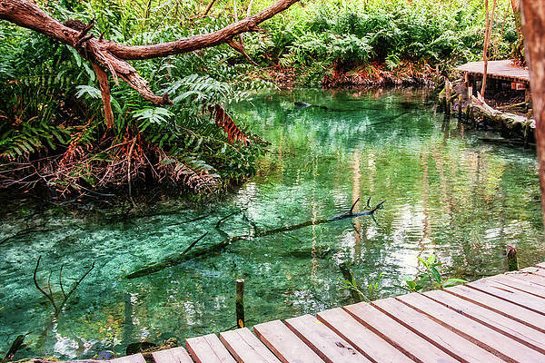 Wall Art featuring the photograph Exploring The Mangrove At Celestun Biosphere Reserve, Yucatan, Mexico by Tatiana Travelways