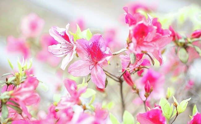 Spring Photograph - Explosion Of Spring In Savannah by Marcy Wielfaert