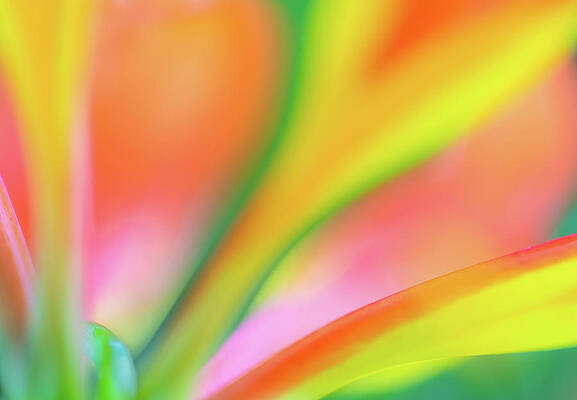 Yellow Wall Art featuring the photograph Eye Catching Colors by Elvira Peretsman