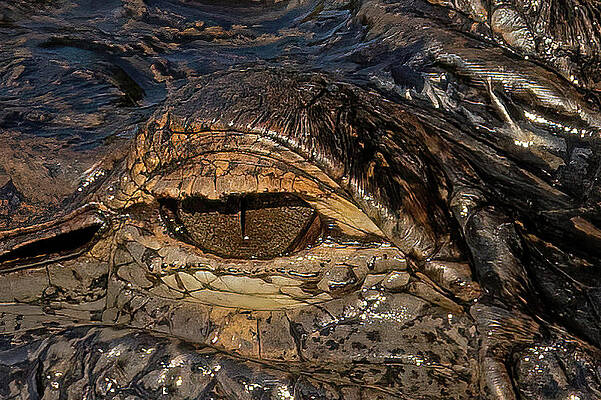 Background Photograph - Eye Of The Gator by Gina Fitzhugh