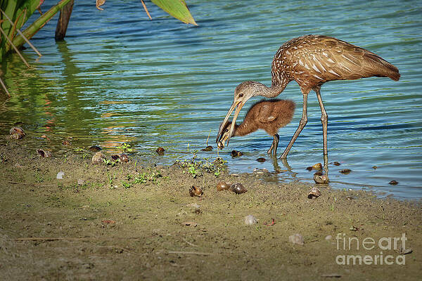 Wall Art featuring the photograph Eye On The Prize by Mary Lou Chmura