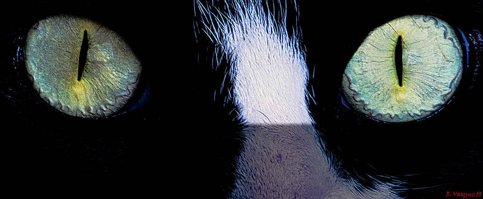 Animal Photograph - Eyes From The Shadows by Rene Vasquez