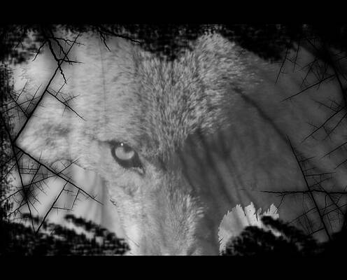 Wall Art featuring the photograph Eyes Of The Hunter by Gary Wightman