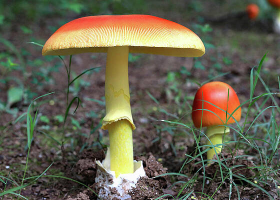 Bright Red-Cap Mushrooms in Forest Wall Art