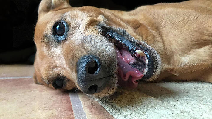 Wall Art featuring the photograph Face To Face by Calvin Ackerman