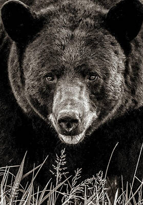 Wall Art featuring the photograph Face To Face With A Bear, Sepia Version by Marcy Wielfaert