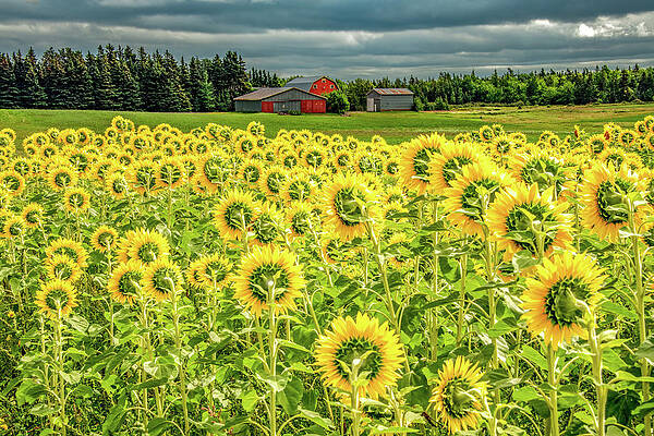 Country Photograph - Facing The Farm by Marcy Wielfaert