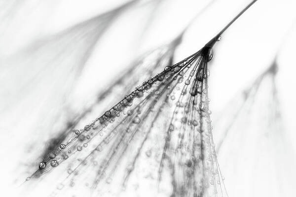 Abstract Photograph - Fairy by Ursula Abresch