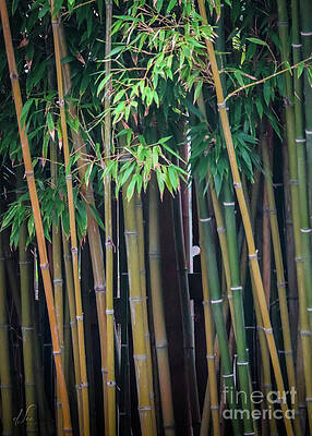Green Photograph - Fairyland Bamboo by D Lee