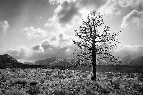 Photograph - Faithfully Standing by American Landscapes