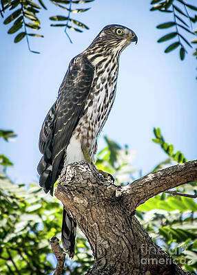Pattern Photograph - Falcon by William Gunn