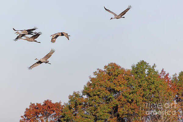 Fall Photograph - Fall 2021 Crex Meadows Sandhill Crane 2 by Natural Focal Point Photography