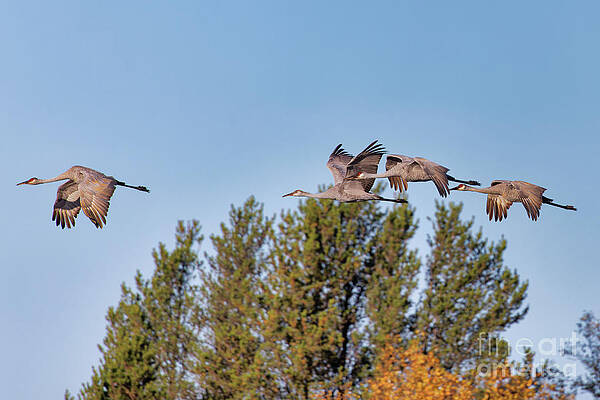 Fall Photograph - Fall 2021 Crex Meadows Sandhill Crane 3 by Natural Focal Point Photography