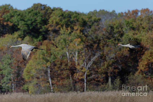 Fall Photograph - Fall 2021 Crex Meadows Sandhill Crane by Natural Focal Point Photography