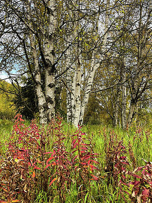 Landscape Wall Art featuring the photograph Fall Birch With Spent Fireweed by Harry Banks