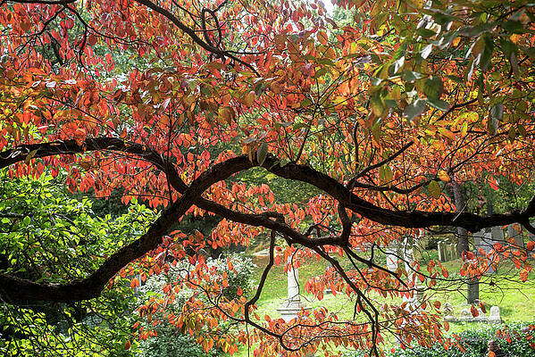 Landscape Wall Art featuring the photograph Fall Colors-2, Mount Auburn, Cambridge MA by Sanjay Marathe