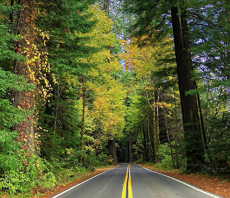 Fall Wall Art featuring the photograph Fall Colors Among The Redwoods by Beth Sargent
