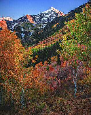 Canyon Photograph - Fall Colors On Alpine Loop Near Mt. Timpanogos - Vertical by Abbie Warnock