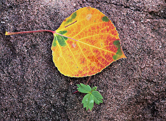 Wall Art featuring the photograph Fall Colors On Rock by Bob Falcone