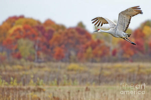 Fall Photograph - Fall Colors With Sandhill Crane by Natural Focal Point Photography
