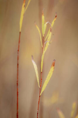 Nature Wall Art featuring the photograph Fall Colors_3508 by Mark Triplett