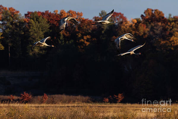 Fall Photograph - Fall Flight Of Sandhill Crane Flock by Natural Focal Point Photography
