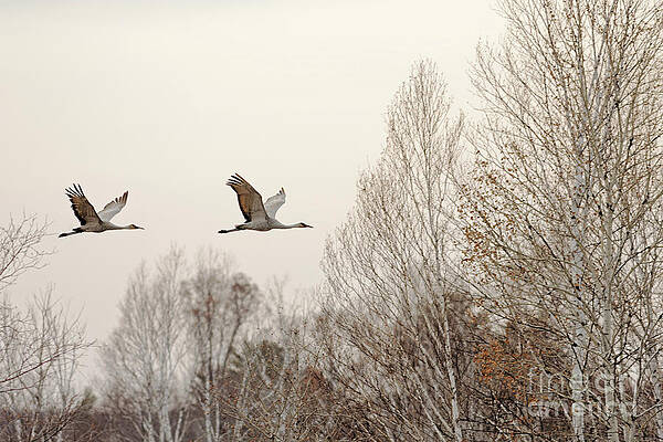 Fall Photograph - Fall Flight Of Sandhill Crane by Natural Focal Point Photography