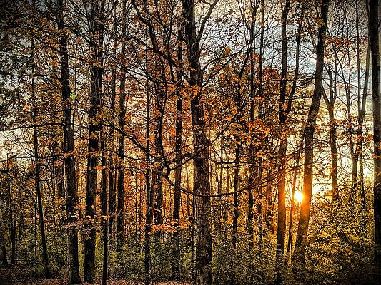 Sunset Through Autumn Trees Wall Art