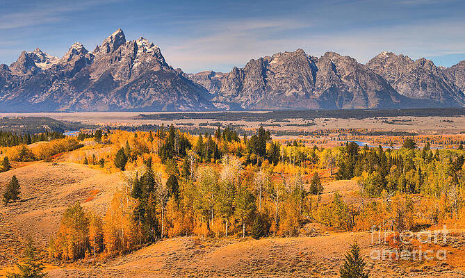 Wall Art featuring the photograph Fall Foliage In The Teton Valley by Adam Jewell