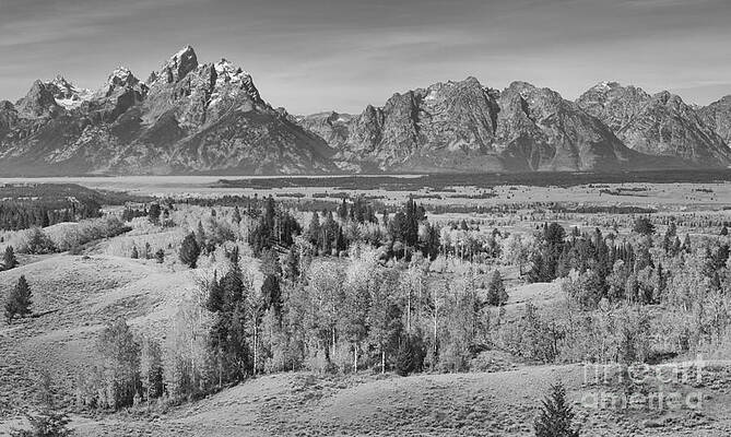 Wall Art featuring the photograph Fall Foliage In The Teton Valley Black And White by Adam Jewell