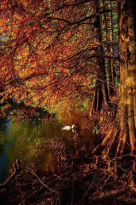 Atlanta Wall Art featuring the photograph Fall Foliage On Lake Clara Meer - Atlanta, GA by Anthony Hightower