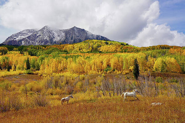 Mountain Photograph - Fall Frolic by Sunniye Buesing
