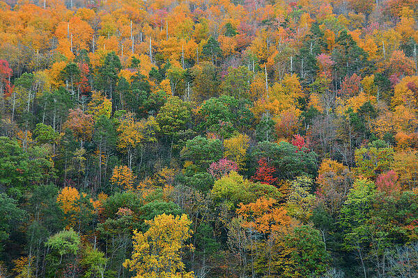 Wall Art featuring the photograph Fall Gradient Mount Minsi by Raymond Salani III
