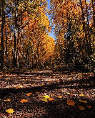 Yellow Wall Art featuring the photograph Fall Hike by Kevin Schwalbe