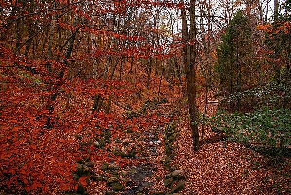 Wisconsin Photograph - Fall In Grant Park by Deb Beausoleil