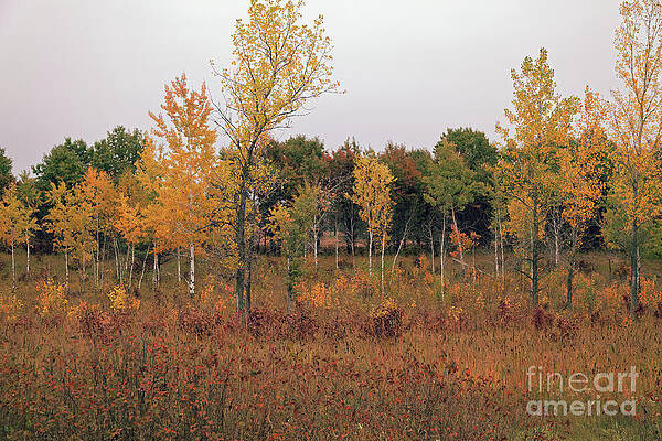Fall Photograph - Fall In Minnesota by Natural Focal Point Photography
