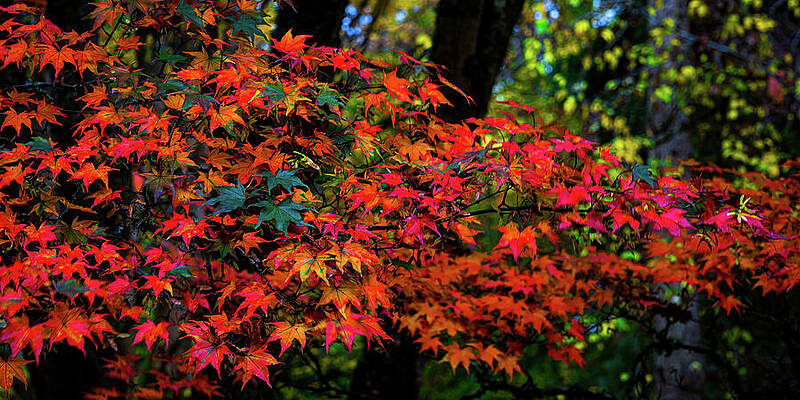 Seattle Wall Art featuring the photograph Fall In Seattle Washington by Tommy Farnsworth