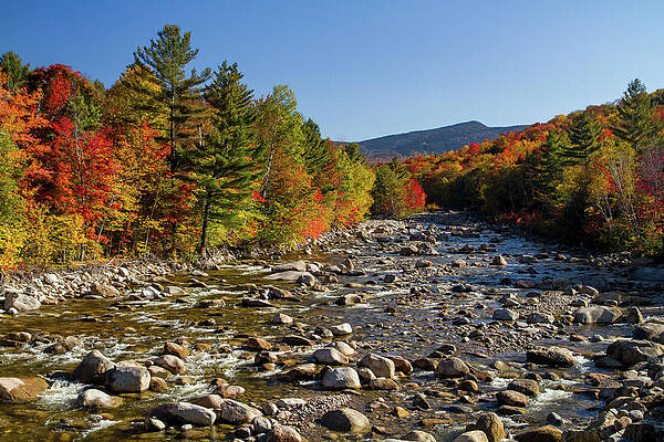 Tree Photograph - Fall In The Mountains Of New Hampshire by NorthEast Creativity