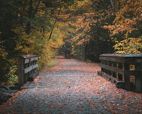 Fall Photograph - Fall Leaves Along The DL Trail In Weatherly by Jason Fink