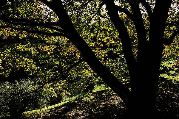 Photograph - Fall Leaves In The Sunlight by Craig A Walker
