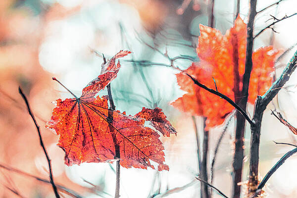 Fall Leaves Landscape Version, Barely Hanging On Print
