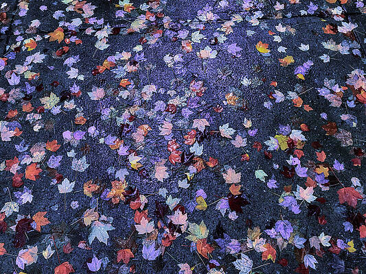 British Columbia Photograph - Fall Leaves Vancouver Canada 4237 by Neptune Images