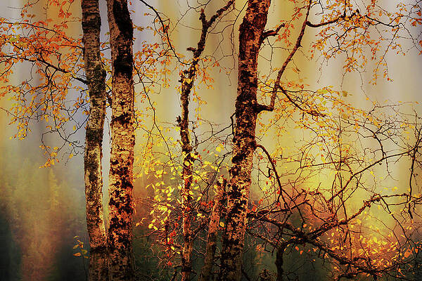 Tree Photograph - Fall Light by Ursula Abresch