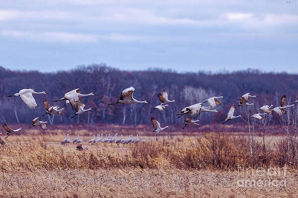 Fall Photograph - Fall Migration Of Sandhill Crane 2024 by Natural Focal Point Photography