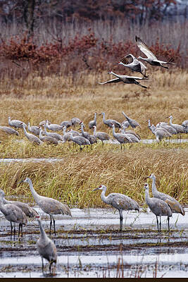 Fall Photograph - Fall Migration Of Sandhill Crane Flock by Natural Focal Point Photography