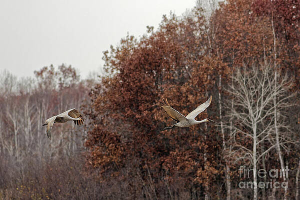 Fall Photograph - Fall Migration Of Sandhill Crane In Crex Meadows by Natural Focal Point Photography