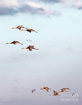 Fall Photograph - Fall Migration Sandhill Flight At Sunset by Natural Focal Point Photography