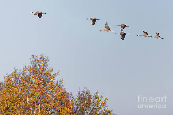 Fall Photograph - Fall Migration Sandhill Flight by Natural Focal Point Photography