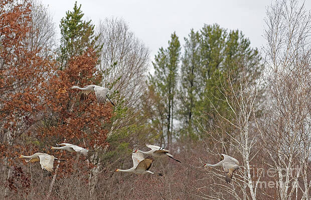 Fall Photograph - Fall Migration Sandhill Flights by Natural Focal Point Photography